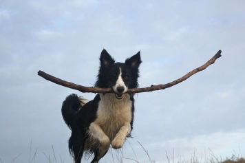 Sam with a twig Sam with a twig