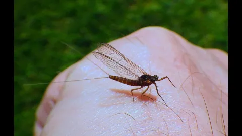 Video thumb for Organza CDC Spinner