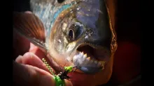 Video thumb for Fly Fishing Machaca