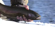 Video thumb for Winter Spey