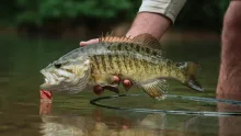 Video thumb for Fly Fishing for Big River Smallmouth