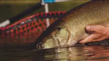 Video thumb for Microski - Micro Muskies off the Grid