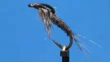 Video thumb for Sulphur Nymph
