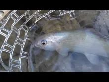 Video thumb for Fly fishing Slovenia 2013 - Secret stretch
