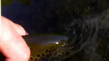 Video thumb for Trout Love part one