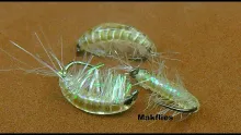 Video thumb for Freshwater Shrimp/Scud