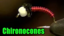Video thumb for Chironocones Chironomid
