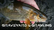 Video thumb for Graveyard & Grayling