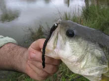 User submitted picture: the chenille worm