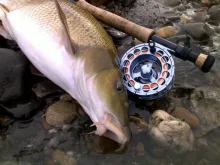 User submitted picture: Barbel catch on nymph spr...