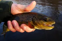 User submitted picture: Winter Brown