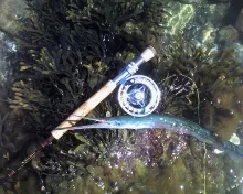 User submitted picture: garfish 