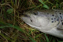 User submitted picture: Copper head PT for seatro...