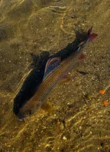 User submitted picture: thyme grailing 