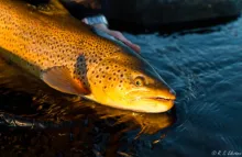 User submitted picture: Golden trout