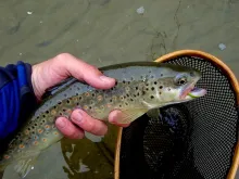 User submitted picture: Rainy day bright orange s...