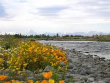 User submitted picture: Mt Cook in the background...