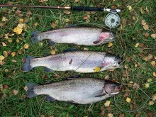 User submitted picture: My homemade 20 year old H...