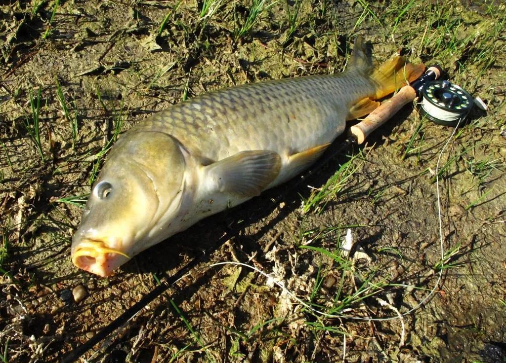 User submitted picture: Bugle Boy