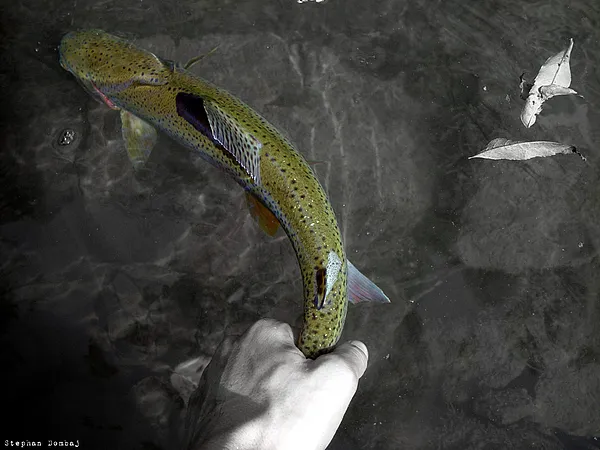 User submitted picture: Rainbowtrout Release. Ris...