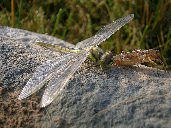 User submitted picture: Freshly hatched dragonfly...