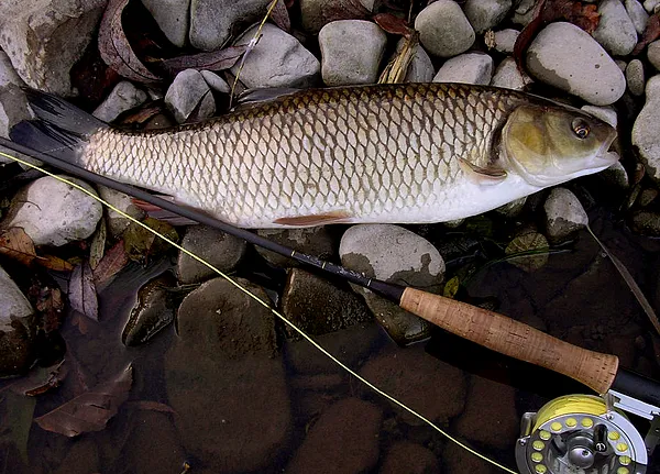 User submitted picture: "DACE"