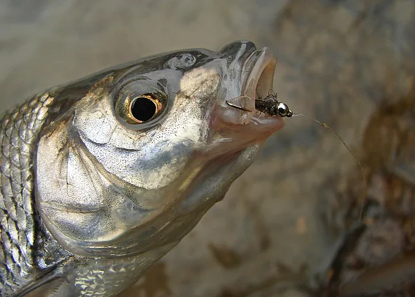 User submitted picture: Dace caught in a pyrenees...